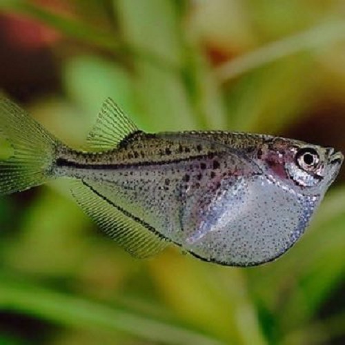 Gast.sternicla   Grote zilverbijlzalm